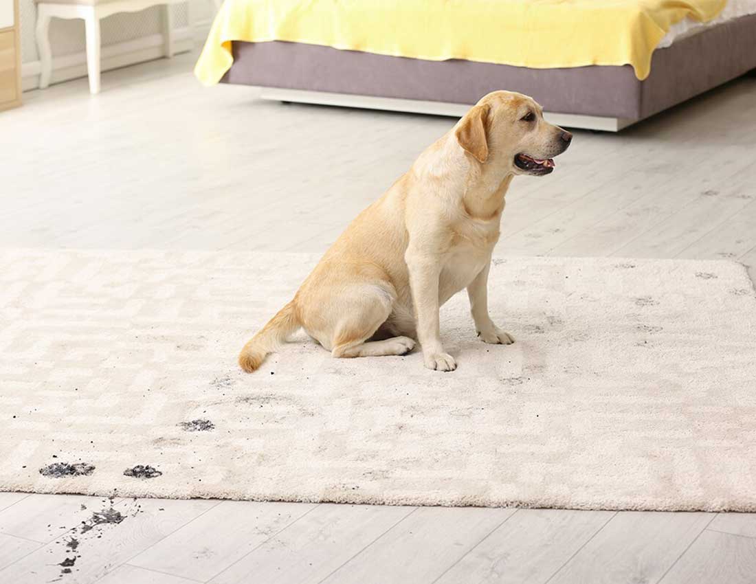 Dog's footprint on rug | Carpet House Flooring Center